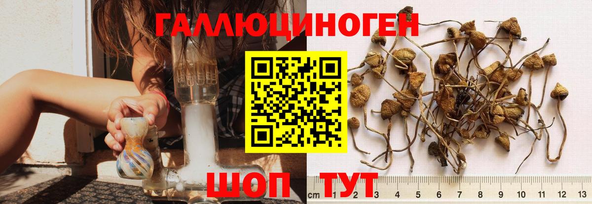 Псилоцибиновые грибы Cubensis  Вход с VPN  сколько стоит  Белгород 
